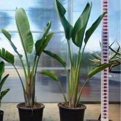Strelitzia nicolai - Starliçe - Dev Cüce Muz - Cennet Kuşu