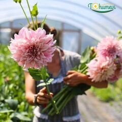 Cafe au Lait Royal Dev Dahlia Yıldız Çiçeği Kök - Dalya - Pudra pembe