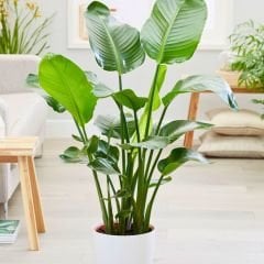 Strelitzia nicolai - Starliçe - Dev Cüce Muz - Cennet Kuşu