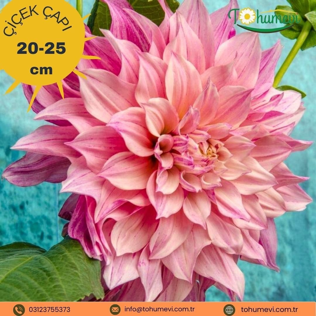 Cafe au Lait Royal Dev Dahlia Yıldız Çiçeği Kök - Dalya - Pudra pembe