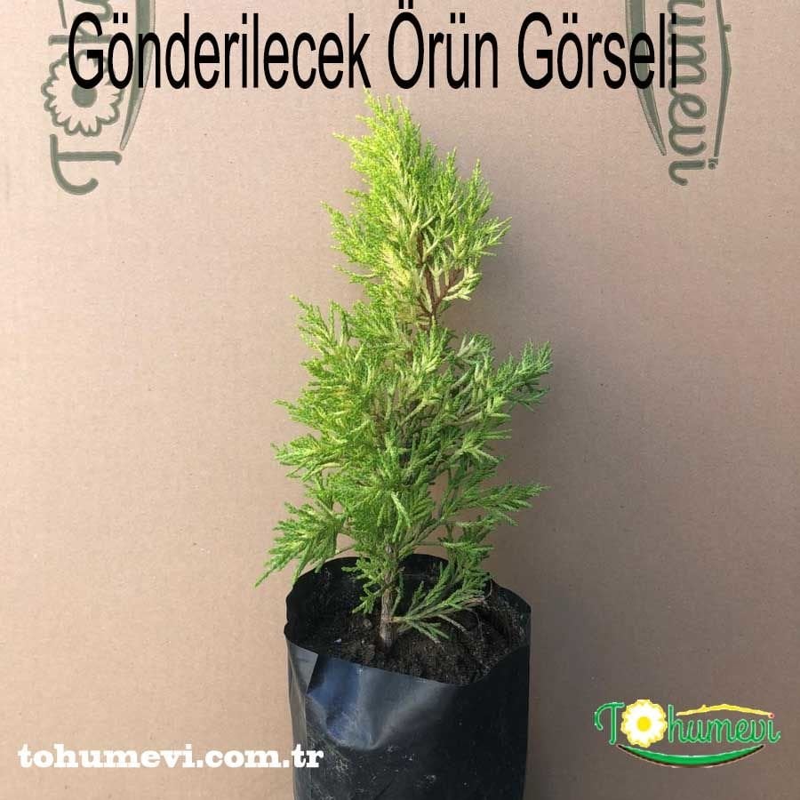 ﻿Limoni Servi Ağacı Fidanı – Cupressus