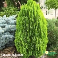 ﻿Limoni Servi Ağacı Fidanı – Cupressus