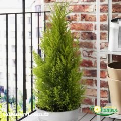﻿Limoni Servi Ağacı Fidanı – Cupressus