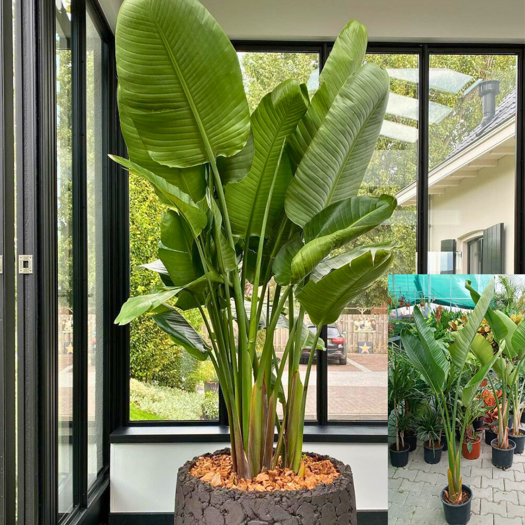 Strelitzia nicolai - Starliçe - Dev Cüce Muz - Cennet Kuşu (3 lü dikim)