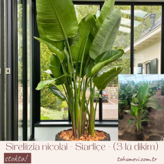 Strelitzia nicolai - Starliçe - Dev Cüce Muz - Cennet Kuşu (3 lü dikim)