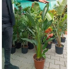 Strelitzia reginae 120 cm 2 li Dikim - Starliçe - Cüce Muz - Cennet Kuşu Turna Gagası