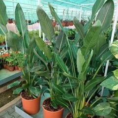 Strelitzia reginae 120 cm 2 li Dikim - Starliçe - Cüce Muz - Cennet Kuşu Turna Gagası