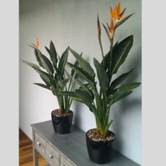 Strelitzia reginae 120 cm 2 li Dikim - Starliçe - Cüce Muz - Cennet Kuşu Turna Gagası