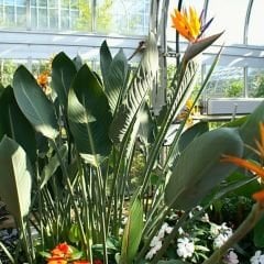 Strelitzia reginae 120 cm 2 li Dikim - Starliçe - Cüce Muz - Cennet Kuşu Turna Gagası