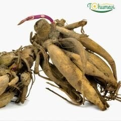 Dev Dahlia Yıldız - Dalya - Patates Çiçeği - Gitt's Perfection - Lila