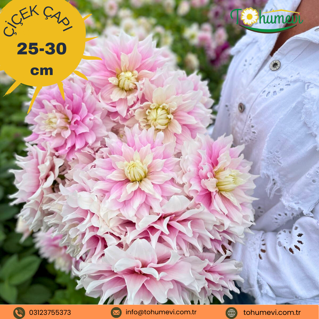 Dev Dahlia Yıldız - Dalya - Patates Çiçeği - Gitt's Perfection - Lila