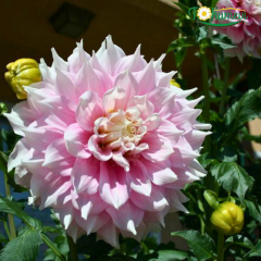 Dev Dahlia Yıldız - Dalya - Patates Çiçeği - Gitt's Perfection - Lila