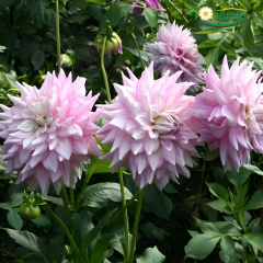 Dev Dahlia Yıldız - Dalya - Patates Çiçeği - Gitt's Perfection - Lila