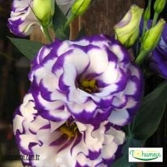 Lisianthus Çiçeği Tohumu Katmerli Mix Paket - Eustoma Russellianum
