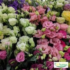 Lisianthus Çiçeği Tohumu Katmerli Mix Paket - Eustoma Russellianum