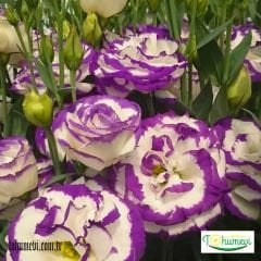 Lisianthus Çiçeği Tohumu Katmerli Mix Paket - Eustoma Russellianum