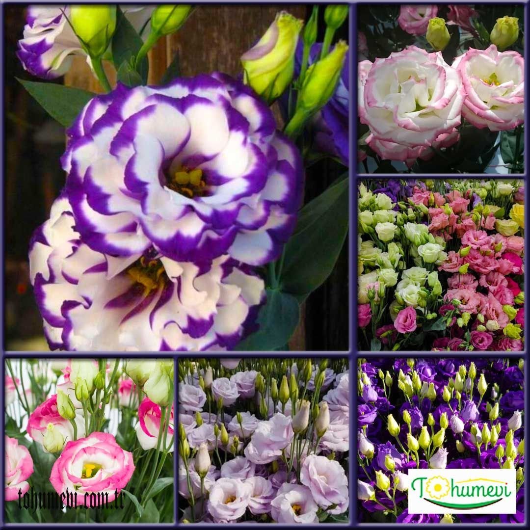 ﻿Lisianthus Çiçeği Tohumu Katmerli Mix Paket - Eustoma Russellianum