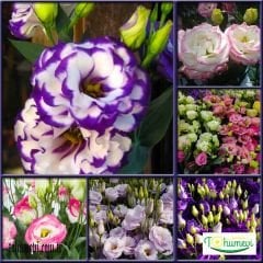 Lisianthus Çiçeği Tohumu Katmerli Mix Paket - Eustoma Russellianum