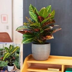 Croton Petra ( Codiaeum variegatum ) - Kraton Bitkisi 40 cm