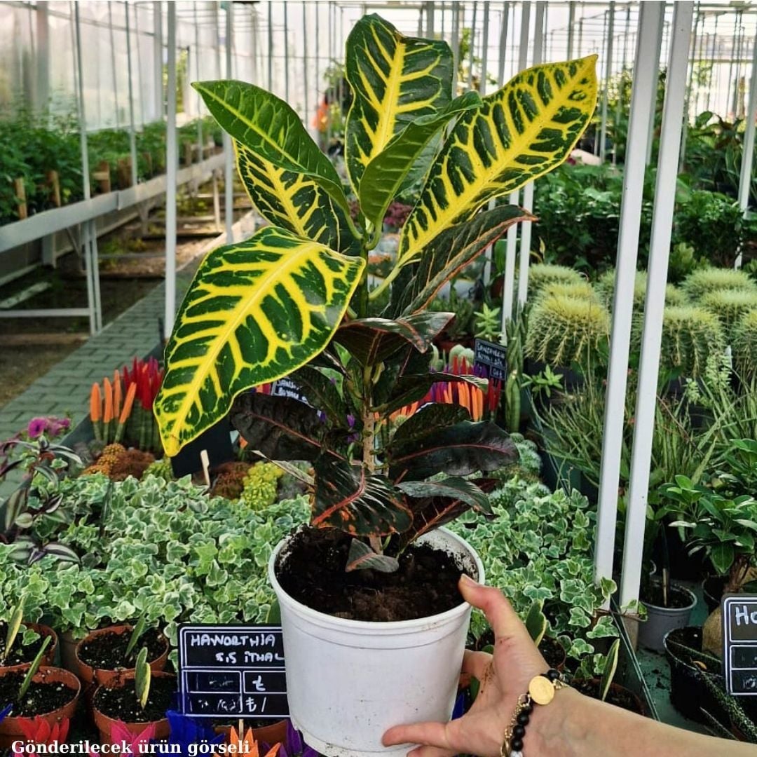 Croton Petra ( Codiaeum variegatum ) - Kraton Bitkisi 40 cm