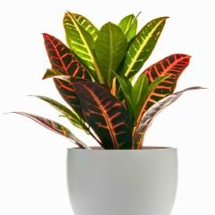 Croton Petra ( Codiaeum variegatum ) - Kraton Bitkisi 40 cm