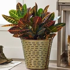 Croton Petra ( Codiaeum variegatum ) - Kraton Bitkisi 40 cm