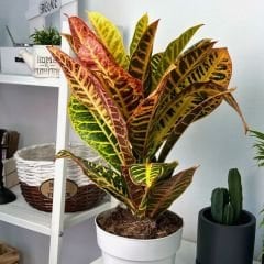 Croton Petra ( Codiaeum variegatum ) - Kraton Bitkisi 40 cm