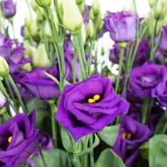 Advantage Purple Lisianthus Çiçeği Saksıda Katmerli – Liseli Kız