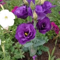 Advantage Purple Lisianthus Çiçeği Saksıda Katmerli – Liseli Kız