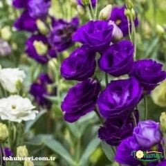 Advantage Purple Lisianthus Çiçeği Saksıda Katmerli – Liseli Kız