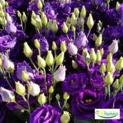 Advantage Purple Lisianthus Çiçeği Saksıda Katmerli – Liseli Kız