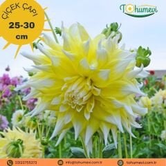 Dev Dahlia Yıldız - Dalya - Patates Çiçeği - Grand Prix - Sarı beyaz