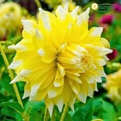 Dev Dahlia Yıldız - Dalya - Patates Çiçeği - Grand Prix - Sarı beyaz