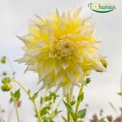 Dev Dahlia Yıldız - Dalya - Patates Çiçeği - Grand Prix - Sarı beyaz