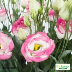 ﻿Clear Pink Lisianthus Çiçeği Saksıda Katmerli – Liseli Kız