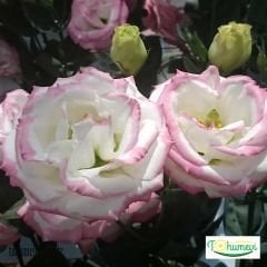 ﻿Clear Pink Lisianthus Çiçeği Saksıda Katmerli – Liseli Kız