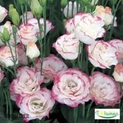 ﻿Clear Pink Lisianthus Çiçeği Saksıda Katmerli – Liseli Kız