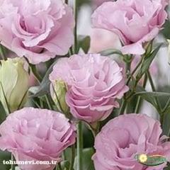 ﻿Clear Pink Lisianthus Çiçeği Saksıda Katmerli – Liseli Kız