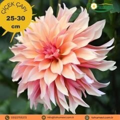 Labyrinth Dev Dahlia Yıldız Çiçeği Kök - Dalya - Patates Çiçeği  - Ekru