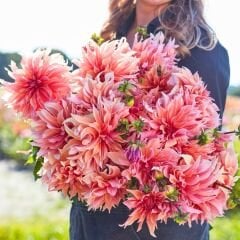 Labyrinth Dev Dahlia Yıldız Çiçeği Kök - Dalya - Patates Çiçeği  - Ekru