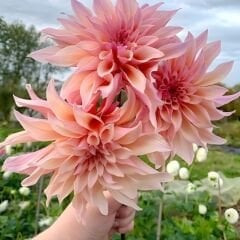 Labyrinth Dev Dahlia Yıldız Çiçeği Kök - Dalya - Patates Çiçeği  - Ekru