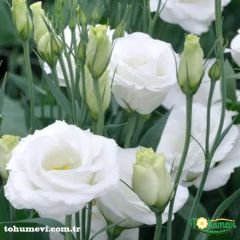 ﻿Advantage Purple Lisianthus Çiçeği Saksıda Katmerli – Liseli Kız