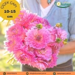 Miss Delilah Dahlia Yıldız Çiçeği Kök - Dalya - Pastel Pembe