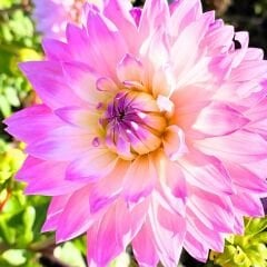 Miss Delilah Dahlia Yıldız Çiçeği Kök - Dalya - Pastel Pembe