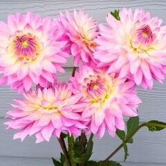 Miss Delilah Dahlia Yıldız Çiçeği Kök - Dalya - Pastel Pembe