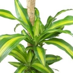 Dracaena Massangeana Çiftli Dikim 60 cm