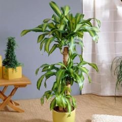 Dracaena Massangeana Çiftli Dikim 60 cm