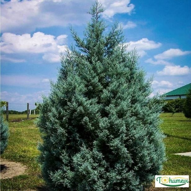 Mavi Servi Ağacı Tohumu - Cupressus Arizonica