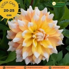 Seattle Dahlia Yıldız Çiçeği Kök - Dalya - Şampanya