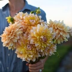 Seattle Dahlia Yıldız Çiçeği Kök - Dalya - Şampanya